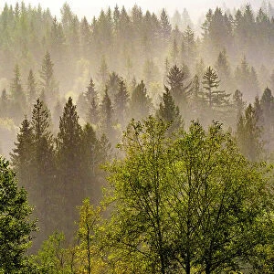 USA, Washington State, Preston Evergreens and Cottonwood trees lifting fog on hillside. Date: 15-09-2020