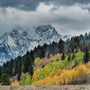 USA, Wyoming. Landscape of fall Aspen Trees and fall snow on mountain, Grand Teton National Park Date: 05-10-2019