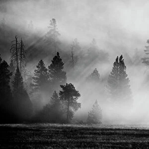 USA, Wyoming, Yellowstone National Park. Early morning fog with light rays through the trees. Date: 08-10-2020
