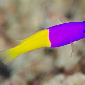 D Collection: Dottyback