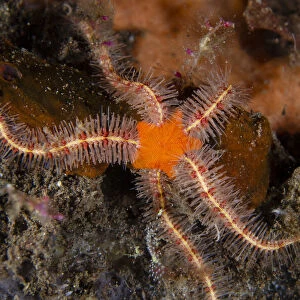 Brittle Stars Collection: Spiny Brittle Star