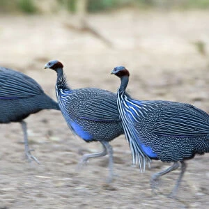 Guineafowl Jigsaw Puzzle Collection: Related Images