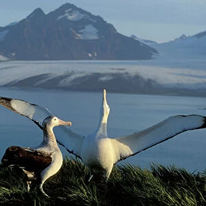 Albatrosses Related Images
