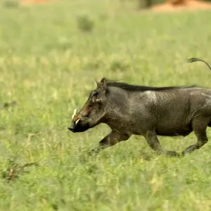Warthog Print - Phacochoerus africanus, Namibia Warthog Print - Phacochoerus africanus, Namibia