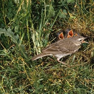 Water Pipit - adults at nest feeding young