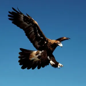 Wedge Tailed Eagle
