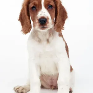 Welsh Springer Spaniel Print JD-12753 by John Daniels Welsh Springer Spaniel Print JD-12753 by John Daniels