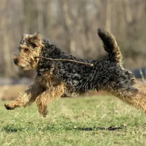 Welsh Terrier Print - LA-7212 by Jean-Michel Labat Welsh Terrier Print - LA-7212 by Jean-Michel Labat
