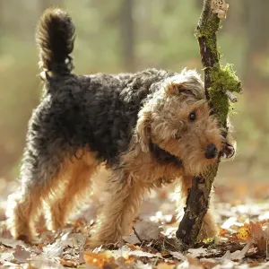 Welsh Terrier Print LA-7216 - Personal Display Only Welsh Terrier Print LA-7216 - Personal Display Only