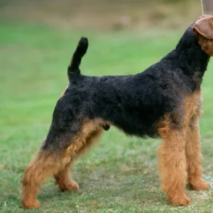 Terrier Jigsaw Puzzle Collection: Welsh Terrier