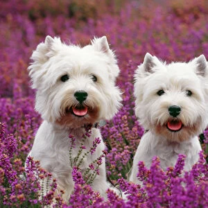 Terrier Photographic Print Collection: West Highland White Terrier