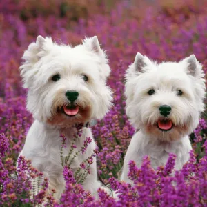 West Highland Terrier Dog - pair, sitting in heather