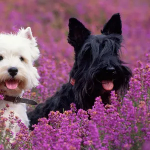 Terrier Collection: Scottish Terrier