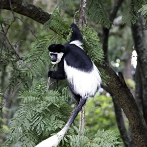 Western Black-and-white / King Colobus Monkey. Awasa - Arsi Region - Ethiopia