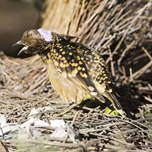 Western Bowerbird - Near its bower in Olive Pink Botanic Gardens, Alice Springs, Northern Territory, Australia