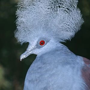 Western crowned-pigeon. Also known as: Blue crowned-pigeon, common crowned pigeon, great goura and masked pigeon