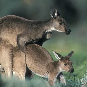 Western Grey Kangaroos - Mating. South Australia-Australia - The common kangaroo in southern Australia - Marsupials - Males grow up to 2225 mm and 53. 5 kg- Very similar in biology to the Eastern Grey Kangaroo - Mixed populations of Eastern