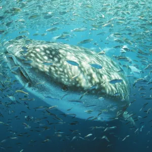 WHALE SHARK - in bait ball