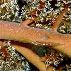 Whip Goby - on soft corals and sea fans in area of strong current - Indonesia