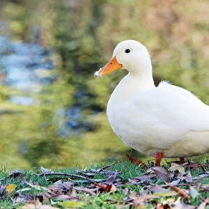White Domestic Duck - standing on river bank, Essex, England
