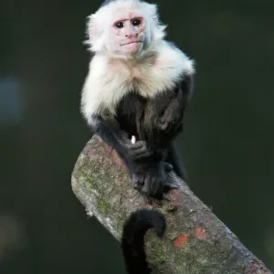 Capucinus