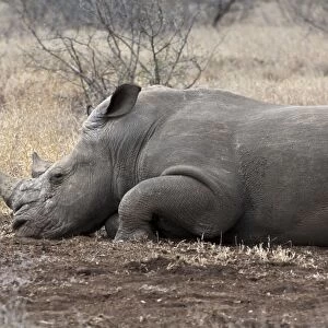 White Rhinoceros - lying down - Kruger National Park - South Africa