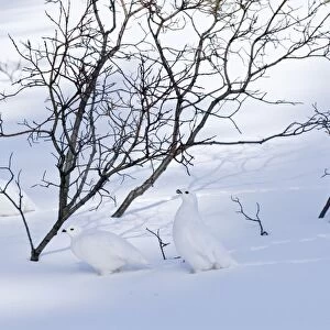 White-tailed Ptarmigans - in snow - Jasper National Park - Rocky Mountains - Alberta - Canada _B2A3036