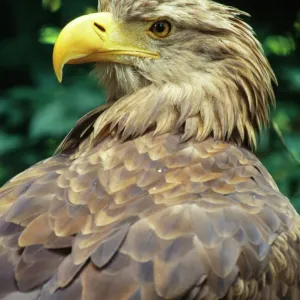 White-tailed Sea Eagle Print - Haliaeetus albicilla White-tailed Sea Eagle Print - Haliaeetus albicilla