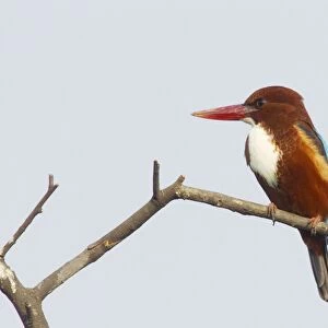 White-Throated Kingfisher - Keoladeo Ghana National Park - Bharatpur - Rajasthan - India BI018122