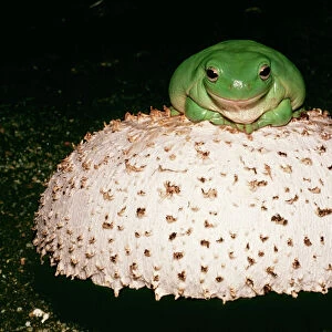 Whites / Australian Tree Frog CLA 620 On mushroom litoria caerulea. Family Hylidae. © Mary Clay / ardea. com