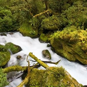 Whitewater river - wild torrent running over moss-covered rocks amidst lush temperate rainforest - Fjordland National Park, South Island, New Zealand