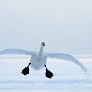 Whooper Swan - in flight with feet down - Lake Kussharo - Hokkaido Island - Japan