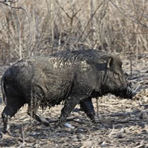 Wild Boar on Komodo island - Indonesia