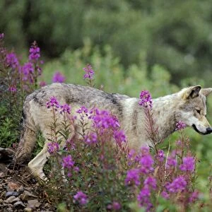 Wild Gray Wolf - among fireweed blossoms, Summer. Alaska MW138