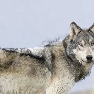Wild Grey Wolf - autumn - Greater Yellowstone Area - Wyoming - USA _C3C0007