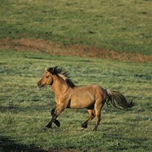 Wild Horse - Stallion running across high mountain meadow Summer Pryor Mountains, Montana, USA WH257