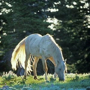 Wild Horse - White stallion (named "Cloud" in PBS documentary on wild hores) Summer Pryor Mountain Wild Horse Refuge, Montana, USA WH456
