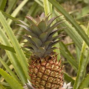 A wild pineapple. Costa Rica