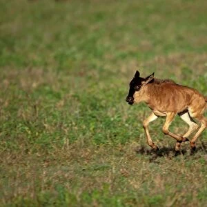 Wildebeest - calf running - Ngorongoro Conservation Area - Tanzania JFL13801