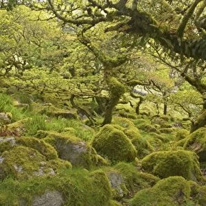 Wistmans Wood showing old Oaks and moss covered rocky understory Dartmoor National Park Devon, UK LA000209