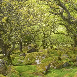Wistmans Wood showing old Oaks and moss covered rocky understory Dartmoor National Park Devon, UK LA000171
