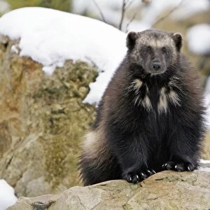 Wolverine - in snow, Finland