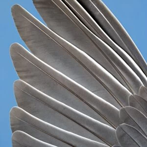 Wood Pigeon Wing of dead bird showing feather arrangement Norfolk UK