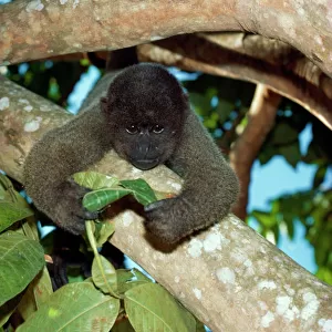Atelidae Collection: Humboldts Woolly Monkey