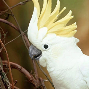Yellow-crested / Lesser Sulphur-crested Cockatoo