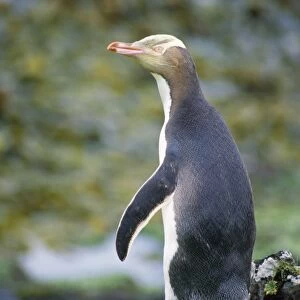 Penguins Collection: Yellow Eyed Penguin