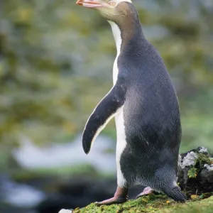 Yellow-eyed Penguin Auckland Islands New Zealand