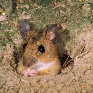 Yellow-necked Mouse - feeding in hole entrance