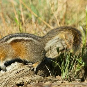 Sciuridae Collection: Yellow Ground Squirrel