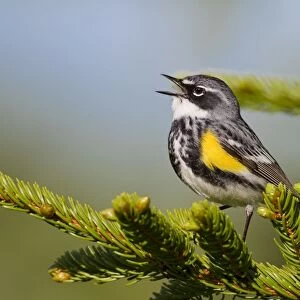 Yellow-rumped Warbler - singing - spring - northern Maine - USA
